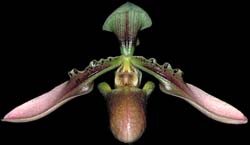 paphio_bullenianum_cd