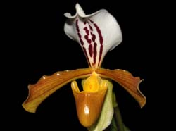 paphiopedilum_gratrixianum_ws_cd