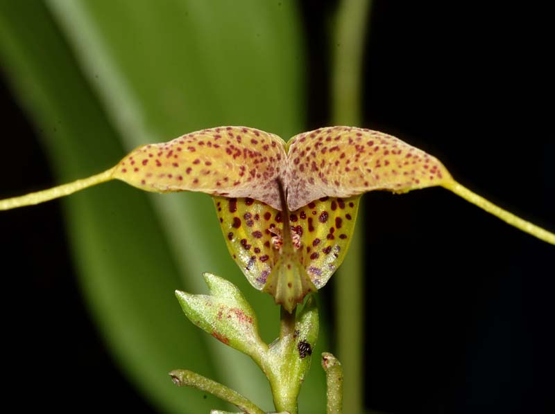 Scaphosepalum_decorum_ws_cd