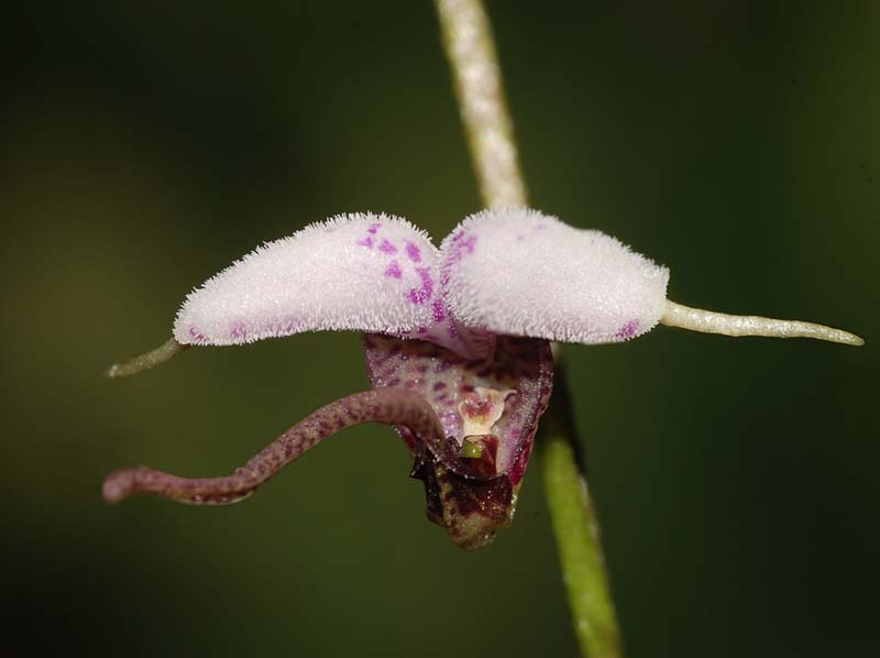 Scaphosepalum_lima_ws_cd