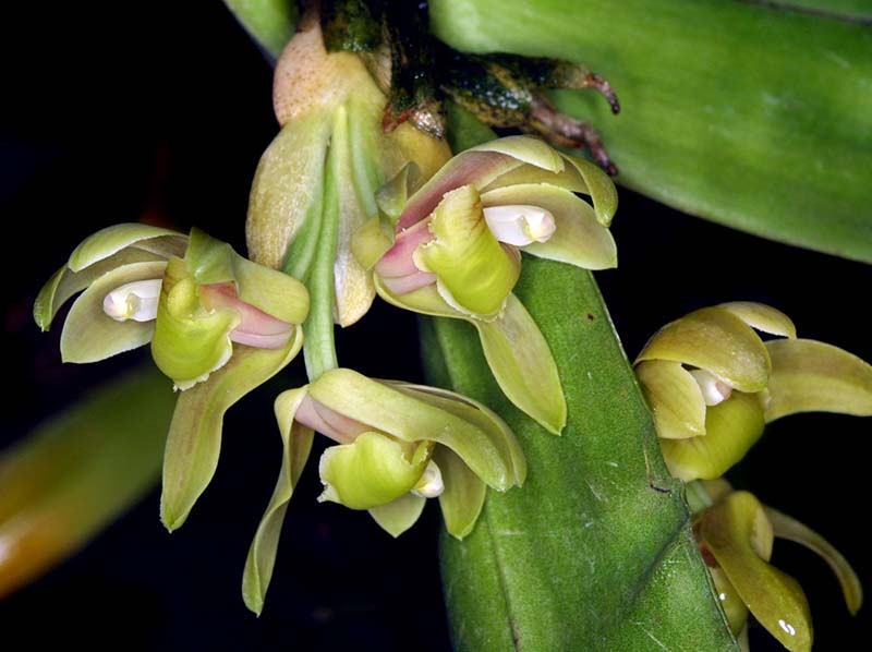 Scaphyglottis_lindeniana_MH_cd