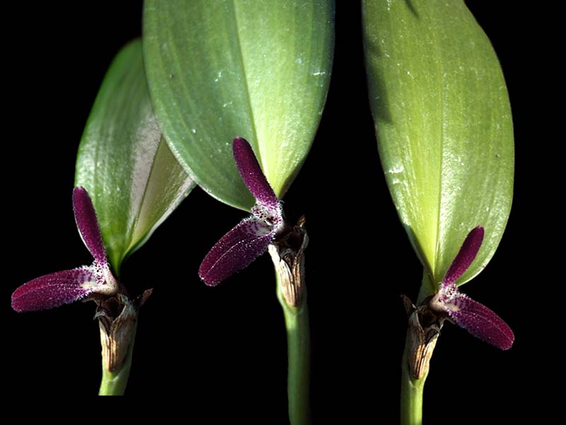 restrepiella_ophtalmica_cd
