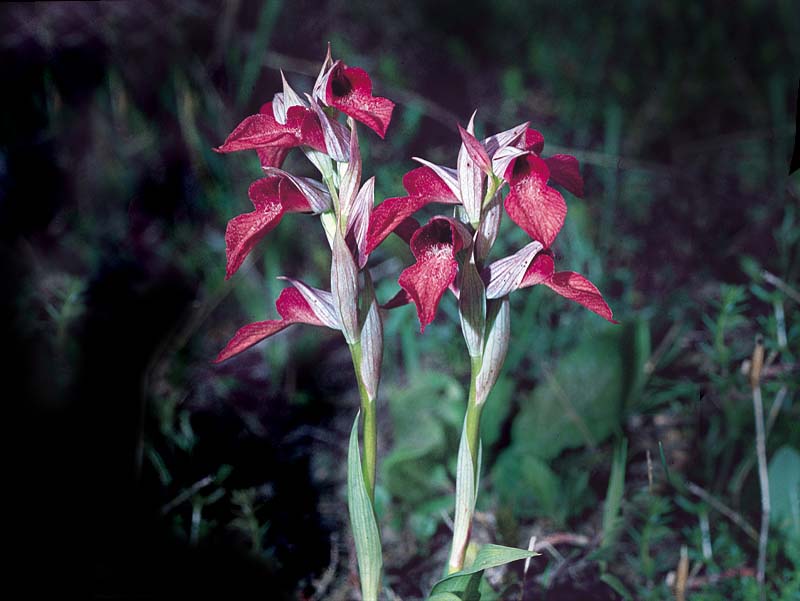 serapias cordigera