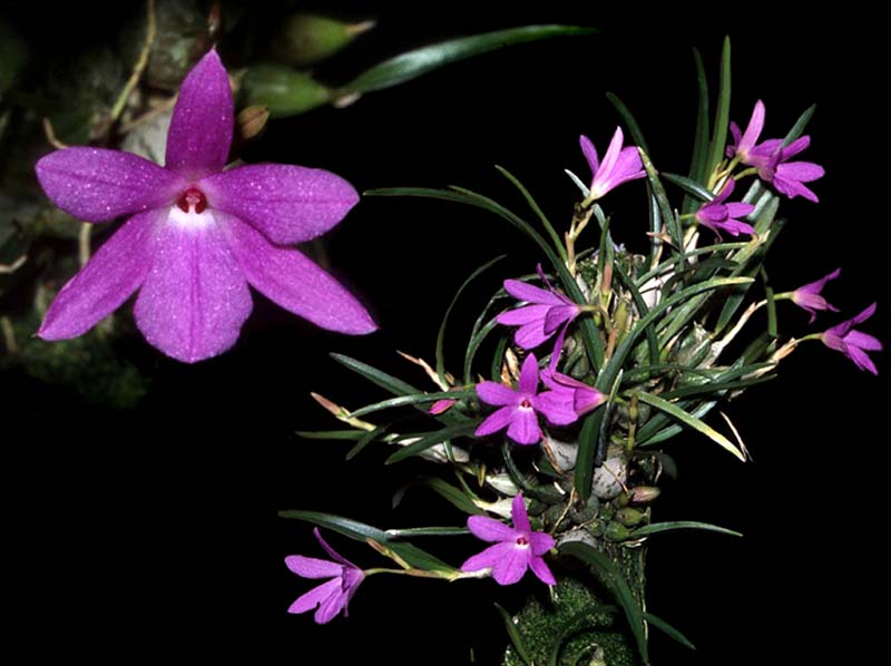 sophronitella_violacea_cd