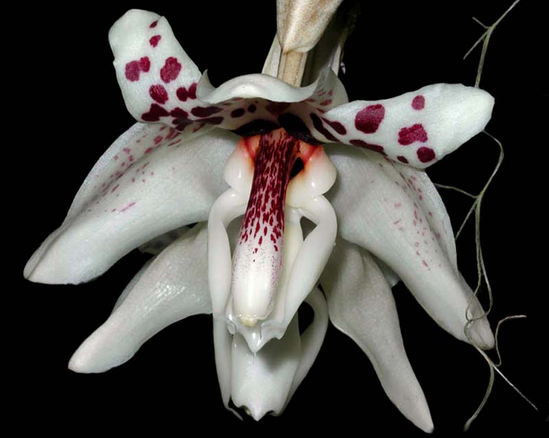 stanhopea_martiana_cd
