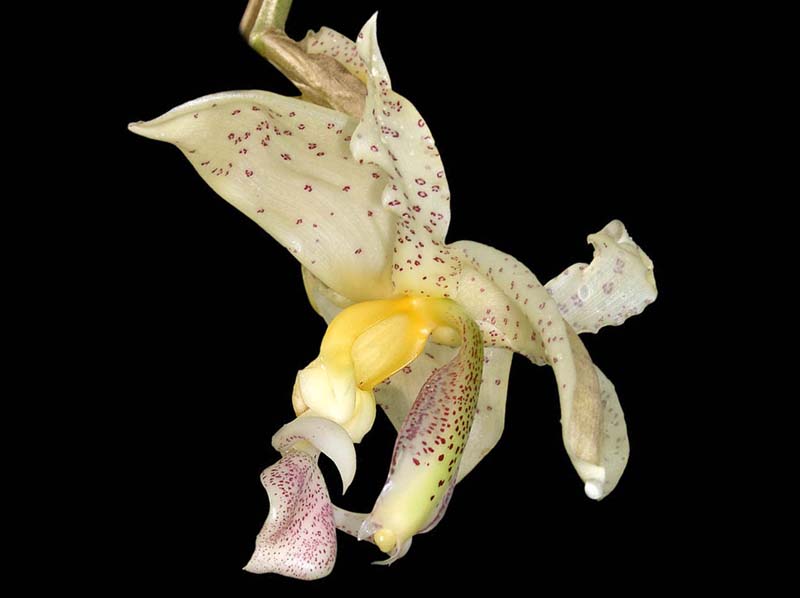 stanhopea_panamensis_IP_cd