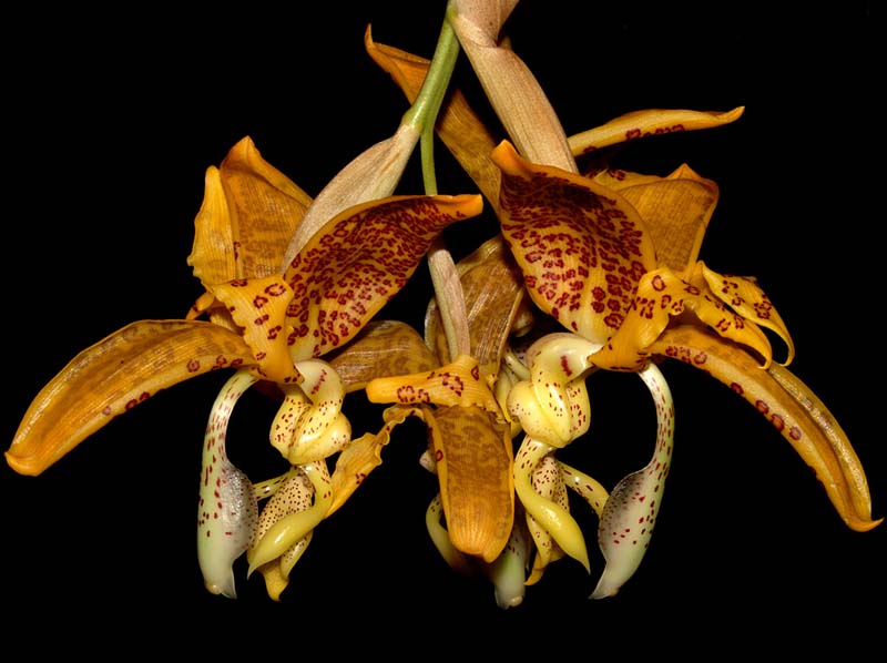 stanhopea_panamensis_WS_cd