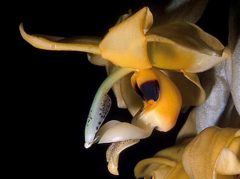 stanhopea_peruviana_GG_cd