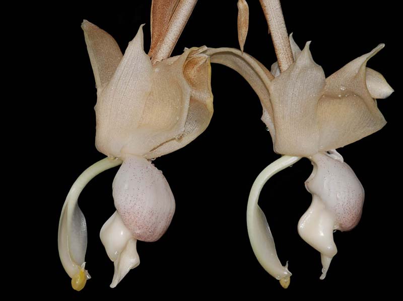 stanhopea_reichenbachiana_ip_cd