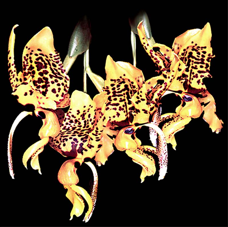 stanhopea_tigrina_cd