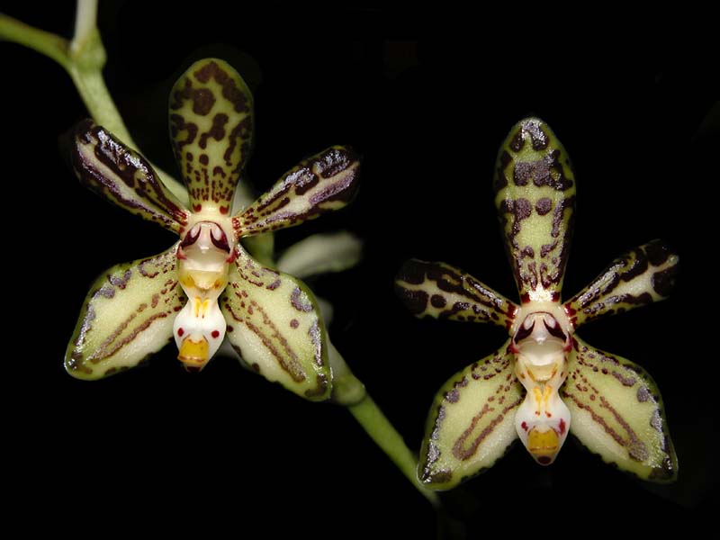 staurochilus_loheriana_cd