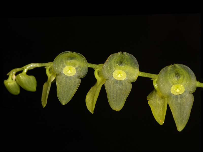 stelis_spec_VZ_WS_cd