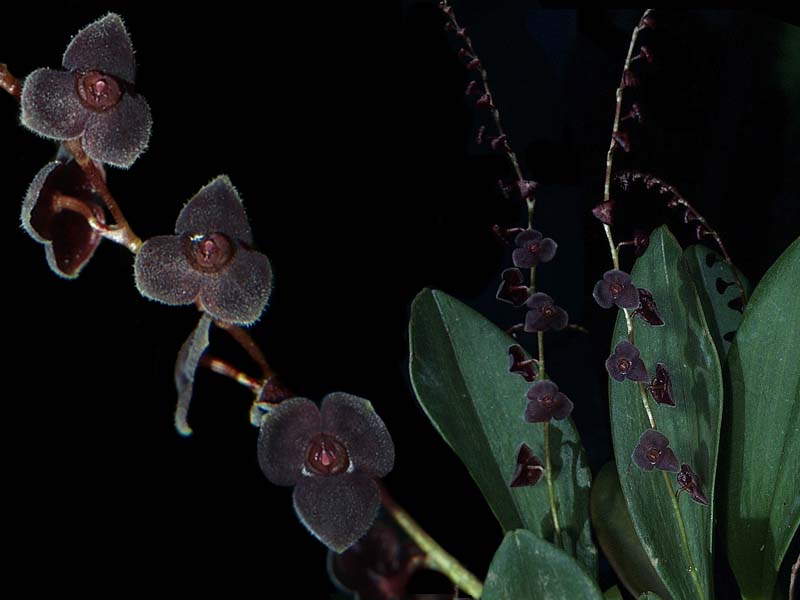 stelis_spec_cd