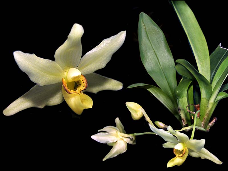 stenia_pallida_cd