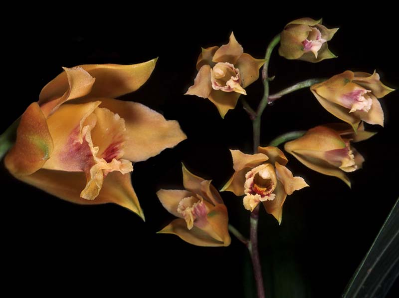 stenocoryne_vitellina_cd