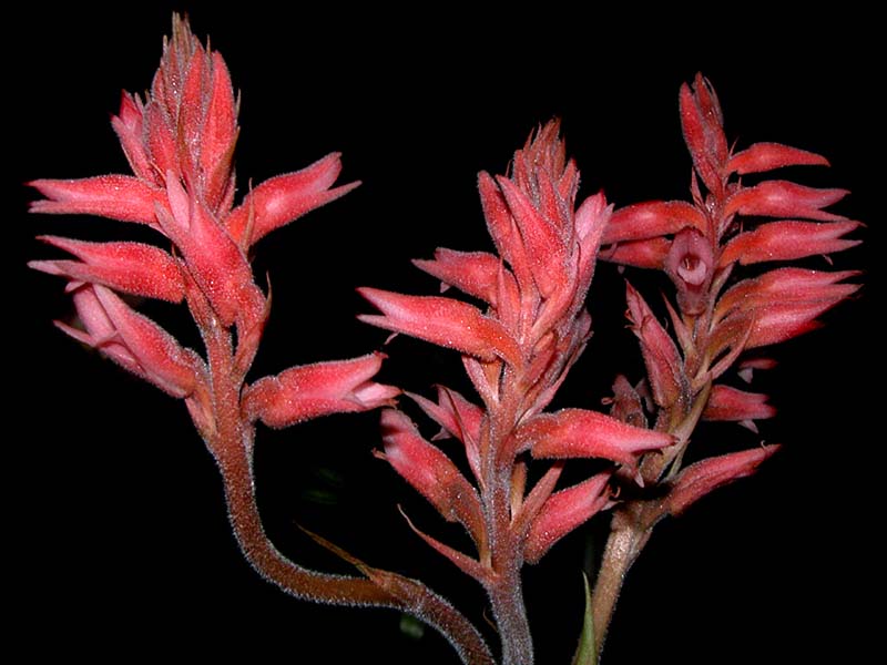 stenorrynchus_lanceolata_cd