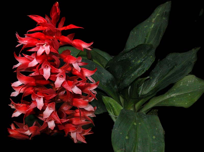 stenorrynchus_speciosus_cd