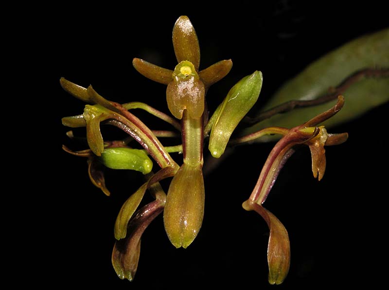 systeloglossum_ecuadorense_cd