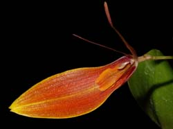 Restrepia_hartmanii_ws_cd