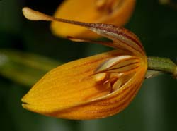 Restrepia_nittiorhyncha_ws_cd