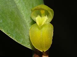 Restrepiopsis_carnosa_ws_cd