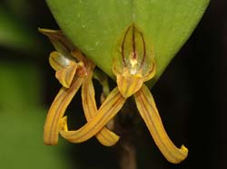 Restrepiopsis_inaequalis_ws_cd