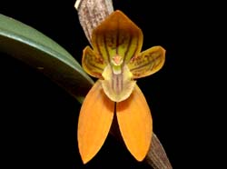 Restrepiopsis_monetalis_ws_cd