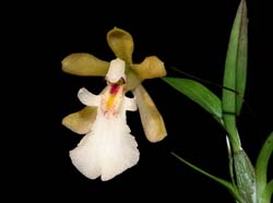 Rodrigueziopsis_eleutherosepala_ws_cd