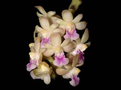 Sarcophyton_pachyphyllus_WS_cd