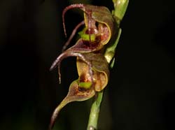 Scaphosepalum_antenniferum_ws_cd