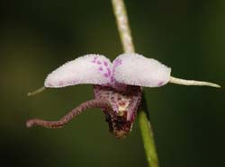 Scaphosepalum_lima_ws_cd