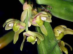 Scaphyglottis_lindeniana_MH_cd