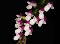 Schoenorchis_gemmata_ws_cd