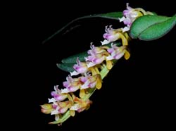Schoenorchis_secundiflora_MG_cd