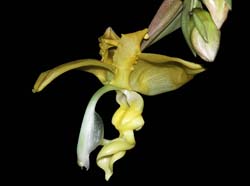 Stanhopea_costaricensis_IP_cd