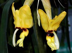 Stanhopea_novogaliciana_IP