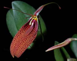 restrepia_spec_cd