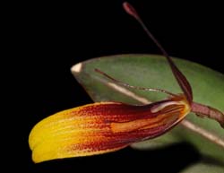 restrepia_trichoglossa_ws_cd
