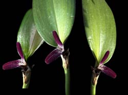 restrepiella_ophtalmica_cd