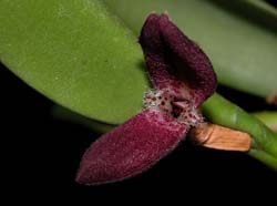 restrepiella_ophtalmica_ws_cd