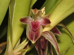 restrepiopsis_grandiflora_cd