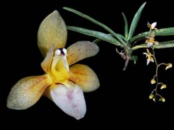 saccolabium_species