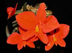 sophronitella_pygmea_ws_cd