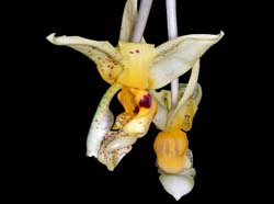stanhopea_impressa_IP_cd