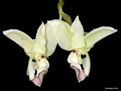 stanhopea_litzei_IP_cd