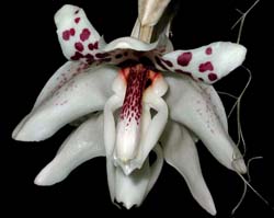 stanhopea_martiana_cd
