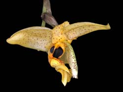 stanhopea_nigripes_IP_cd