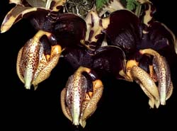 stanhopea_nigroviolacea_cd