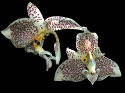 stanhopea_oculata_cd