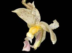 stanhopea_panamensis_IP_cd